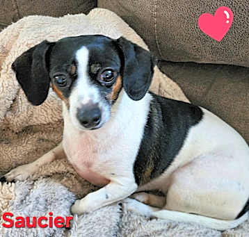 Photo of Saucier