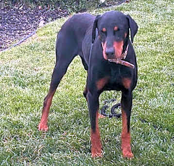 Photo of Bradley