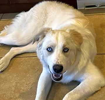 Photo of Toby