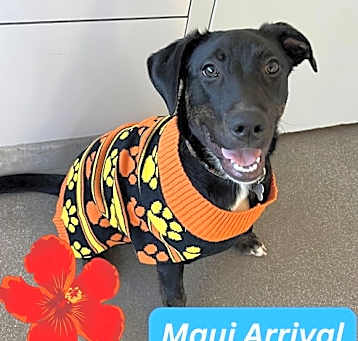 Photo of Papaya
