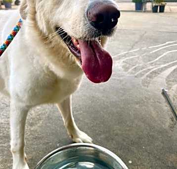 Photo of Brody Contact-Sylva/Rachel