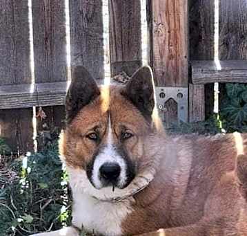 Photo of Luke (Courtesy post) Bonded pair