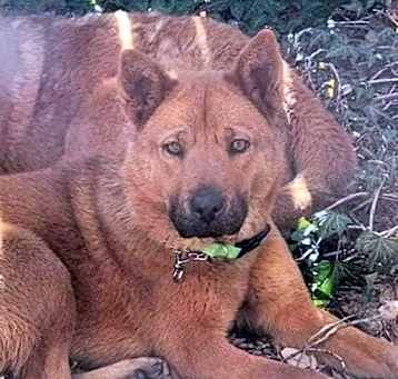 Photo of Leia (Courtesy post) bonded pair
