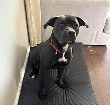 Photo of Mako
