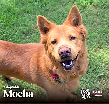 Photo of Mocha