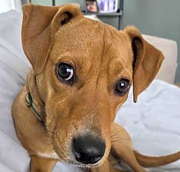 Photo of Wu Litter Styx