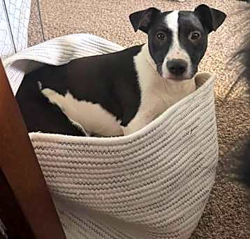 Photo of Poncho