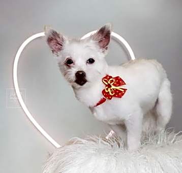 Photo of Sweet Pea