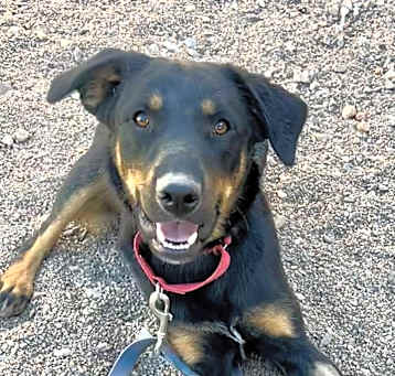Photo of Huckleberry