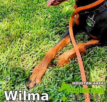 Photo of Wilma