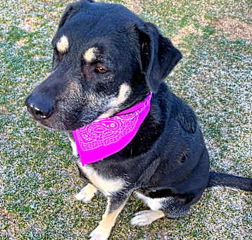 Photo of WILLOW