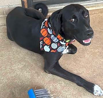 Photo of Buddy