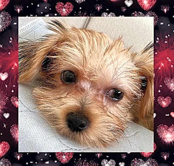 Photo of Teddy