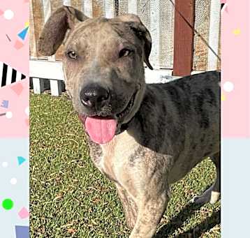 Photo of Hula