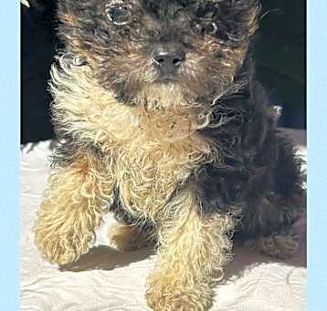 Photo of Tucker