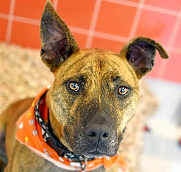 Photo of Tugboat