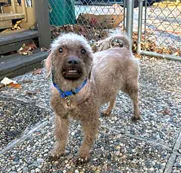 Photo of Ziggy 9yr
