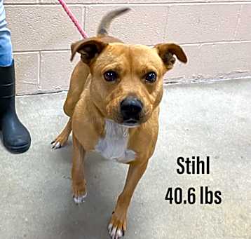 Photo of Stihl