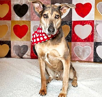 Photo of Gravy