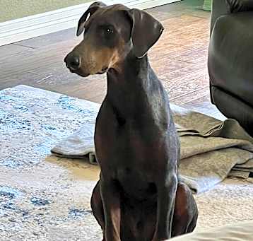 Photo of Ripley