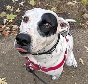 Photo of Freya