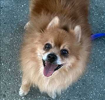 Photo of Riley