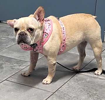 Photo of Roxie Rose
