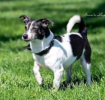 Photo of Daisy (aka Dukes)