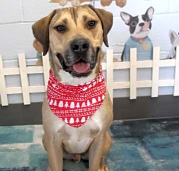 Photo of Moose Urgent