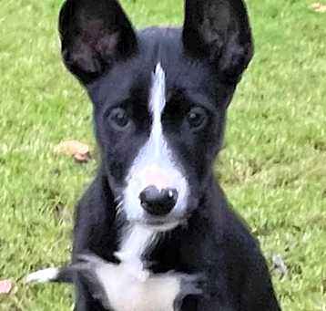Photo of Foxtrot