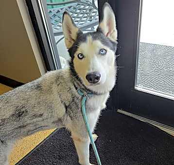 Photo of Mishka