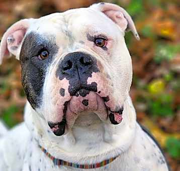 Photo of Odin