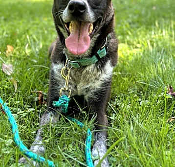 Photo of Milo