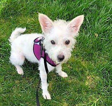 Photo of Toby