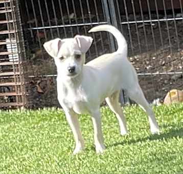 Photo of Louie
