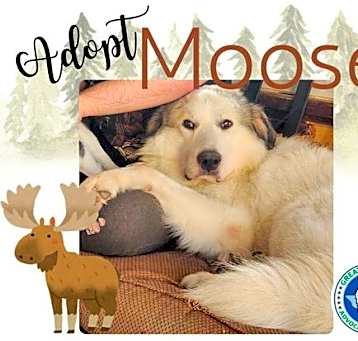 Photo of Moose