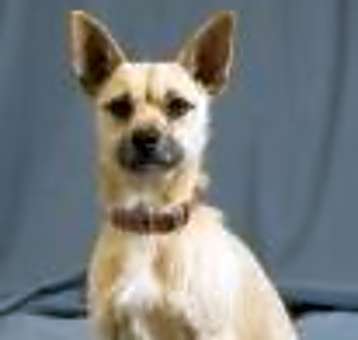 Photo of Speedy
