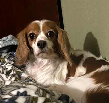 Photo of Ruby