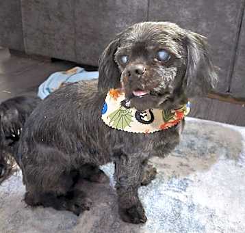 Photo of Mickey *Adoption Pending*