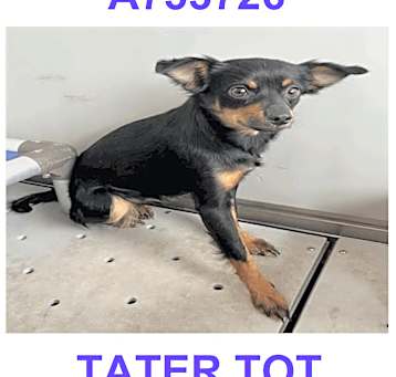 Photo of Tater tot
