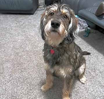 Photo of Hank