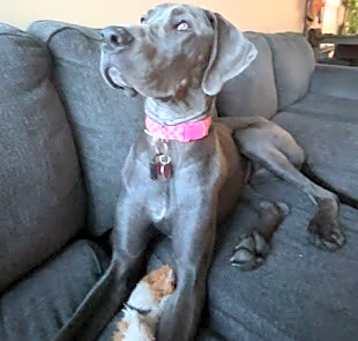 Photo of Roxy