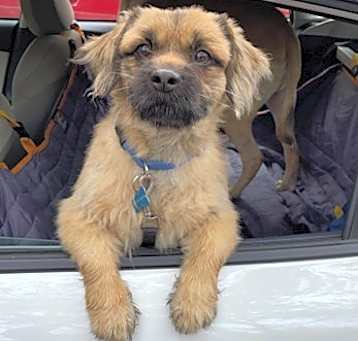 Photo of Teddy Bear
