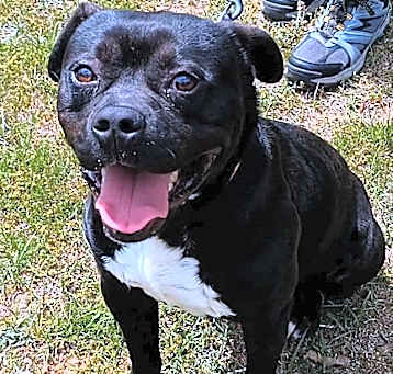Photo of Blitzen