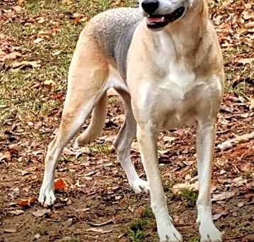 Photo of Sadie
