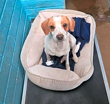 Photo of Daisy