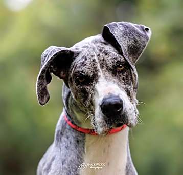 Photo of Nala