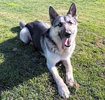 Photo of Ace
