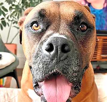 Photo of Izzy