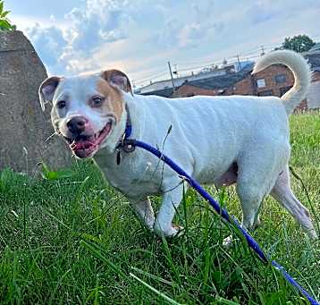 Photo of Rufus
